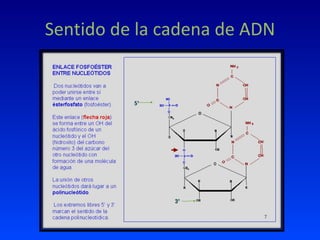 Sentido de la cadena de ADN 