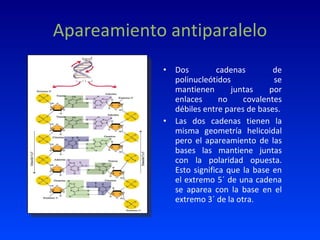 Apareamiento antiparalelo Dos cadenas de polinucleótidos se mantienen juntas por enlaces no covalentes débiles entre pares de bases. Las dos cadenas tienen la misma geometría helicoidal pero el apareamiento de las bases las mantiene juntas con la polaridad opuesta. Esto significa que la base en el extremo 5´ de una cadena se aparea con la base en el extremo 3´ de la otra. 