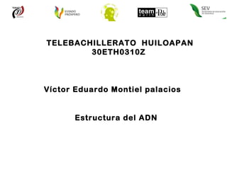 TELEBACHILLERATO  HUILOAPAN 30ETH0310Z  Víctor Eduardo Montiel palacios  Estructura del ADN 