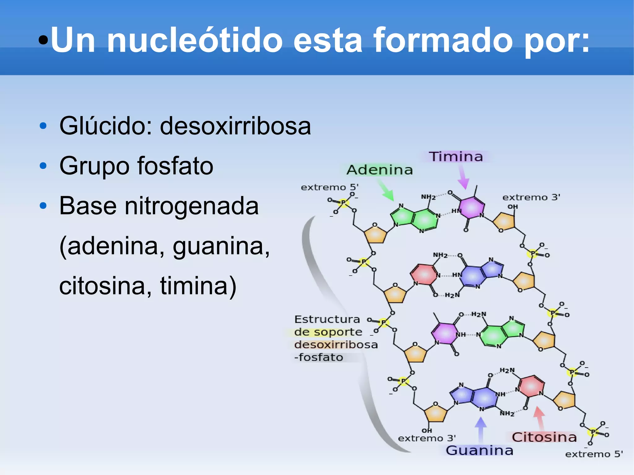 Estructura del adn | ODP | Genetics | Science