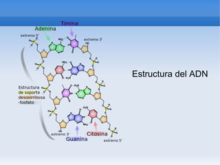 Estructura del ADN
 