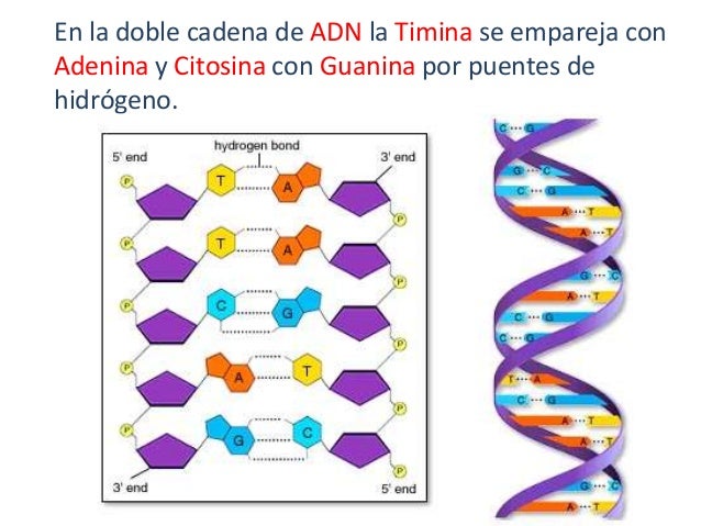 cadenas de adn a arn estructura del adn cadenas de adn a arn estructura del adn