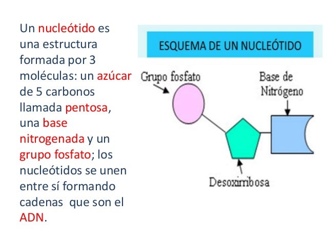 Estructura del ADN. Estructura del ADN.