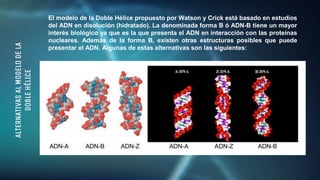 ALTERNATIVAS
AL
MODELO
DE
LA
DOBLE
HÉLICE
El modelo de la Doble Hélice propuesto por Watson y Crick está basado en estudios
del ADN en disolución (hidratado). La denominada forma B ó ADN-B tiene un mayor
interés biológico ya que es la que presenta el ADN en interacción con las proteínas
nucleares. Además de la forma B, existen otras estructuras posibles que puede
presentar el ADN. Algunas de estas alternativas son las siguientes:
 