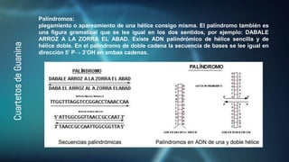 Cuartetos
de
Guanina Palíndromos:
plegamiento o apareamiento de una hélice consigo misma. El palíndromo también es
una figura gramatical que se lee igual en los dos sentidos, por ejemplo: DABALE
ARROZ A LA ZORRA EL ABAD. Existe ADN palindrómico de hélice sencilla y de
hélice doble. En el palíndromo de doble cadena la secuencia de bases se lee igual en
dirección 5’ P→ 3’OH en ambas cadenas.
 