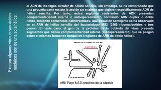 Existen
algunos
virus
cuyos
ácidos
nucleicos
son
de
una
sola
hélice:
el ADN de los fagos circular de hélice sencilla, sin embargo, se ha comprobado que
una pequeña parte resiste la acción de enzimas que digieren específicamente ADN de
hélice sencilla. Por tanto, estas regiones resistentes de ADN presentan
complementariedad interna o autoapareamiento, formando ADN duplex o doble
hélice, teniendo secuencias palíndrómicas. Una situación semejante se ha observado
en el ARN de hélice sencilla del bacteriofago MS2 (3569 ribonucleotidos y tres
genes). En este caso, el gen de la proteína de la cubierta del virus presenta
segmentos que tienen complementaridad interna (autoapareamiento) que se pliegan
sobre si mismos formando horquillas (regiones de ARN de doble hélice).
 