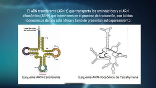 El ARN transferente (ARN-t) que transporta los aminoácidos y el ARN
ribosómico (ARNr) que intervienen en el proceso de traducción, son ácidos
ribonucleicos de una sola hélice y también presentan autoapareamiento.
 