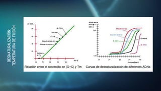 DESNATURALIZACIÓN:
TEMPERATURA
DE
FUSIÓN
 