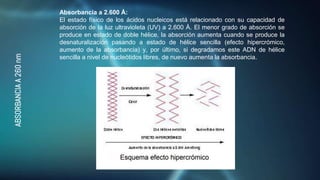ABSORBANCIA
A
260
nm
Absorbancia a 2.600 Å:
El estado físico de los ácidos nucleicos está relacionado con su capacidad de
absorción de la luz ultravioleta (UV) a 2.600 Å. El menor grado de absorción se
produce en estado de doble hélice, la absorción aumenta cuando se produce la
desnaturalización pasando a estado de hélice sencilla (efecto hipercrómico,
aumento de la absorbancia) y, por último, si degradamos este ADN de hélice
sencilla a nivel de nucleótidos libres, de nuevo aumenta la absorbancia.
 