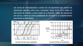 Las curvas de renaturalización o curvas Cot, de organismos que carecen de
secuencias repetidas como virus y bacterias, tienen forma de S, tienen un
sólo punto de inflexión o punto medio de la reacción. Todas las secuencias
son únicas y tienen la misma probabilidad de encontrar a su complementaria
para formar la doble hélice.
 