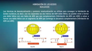 HIBRIDACIÓN DE LOS ÁCIDOS
NUCLEICOS
Las técnicas de desnaturalización y posterior renaturalización se utilizan para conseguir la hibridación de
ácidos nucleicos, es decir, una vez separadas las dos hebras del ADN doble hélice, es posible volver a formar
una doble hélice con una hebra de ADN que sea complementaria (hibridación de ADN con ADN) o volver a
formar una doble hélice con un segmento de ARN que contenga la secuencia complementaria (hibridación de
ADN con ARN).
 
