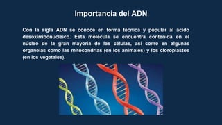Importancia del ADN
Con la sigla ADN se conoce en forma técnica y popular al ácido
desoxirribonucleico. Esta molécula se encuentra contenida en el
núcleo de la gran mayoría de las células, así como en algunas
organelas como las mitocondrias (en los animales) y los cloroplastos
(en los vegetales).
 
