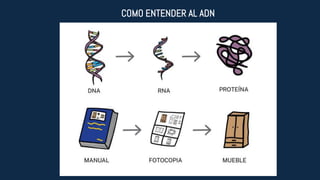 COMO ENTENDER AL ADN
 