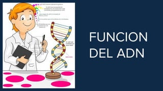 FUNCION
DEL ADN
 