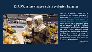 El ADN, la llave maestra de la evolución humana
Esta es la materia prima de la
evolución, su sustrato genético y
molecular. En el genoma de cada
uno de nosotros está escrita la
historia evolutiva de la especie.
Mejor dicho, de la pequeña parte
de la especie que ha logrado
sobrevivir en los últimos millones
de años, unos tiempos duros
anegados de hambrunas, sequías,
guerras y penalidad general. El
ADN es una ventana de precisión
que tenemos abierta para entender
el pasado de la especie.
McClintock
 