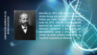 COMPOSICIÓN
QUÍMICA
DE
LOS
ÁCIDOS
NUCLEICOS
Miescher en 1871 aisló del núcleo de las
células de pus una sustancia ácida rica en
fósforo que llamó "nucleína". Un año más
tarde, en 1872, aisló de la cabeza de los
espermas del salmón un compuesto que
denominó "protamina" y que resultó ser
una sustancia ácida y otra básica. El
nombre de ácido nucleico procede del de
"nucleína" propuesto por Miescher.
 