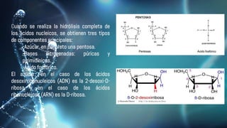 Cuando se realiza la hidrólisis completa de
los ácidos nucleicos, se obtienen tres tipos
de componentes principales:
-Azúcar, en concreto una pentosa.
-Bases nitrogenadas: púricas y
pirimidínicas.
-Ácido fosfórico.
El azúcar, en el caso de los ácidos
desoxirribonucleicos (ADN) es la 2-desoxi-D-
ribosa y en el caso de los ácidos
ribonucleicos (ARN) es la D-ribosa.
 