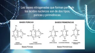 Las bases nitrogenadas que forman parte de
los ácidos nucleicos son de dos tipos,
púricas y pirimidínicas.
 
