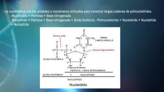Los nucleótidos son las unidades o monómeros utilizados para construir largas cadenas de polinucleótidos.
-Nucleósido = Pentosa + Base nitrogenada.
-Nucleótido = Pentosa + Base nitrogenada + Ácido fosfórico. -Polinucleóotido = Nucleótido + Nucleótido
+ Nucleótido
 