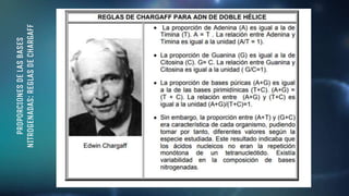 PROPORCIONES
DE
LAS
BASES
NITROGENADAS:
REGLAS
DE
CHARGAFF
 
