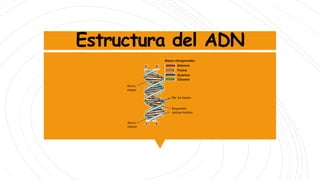 Estructura del ADN
 