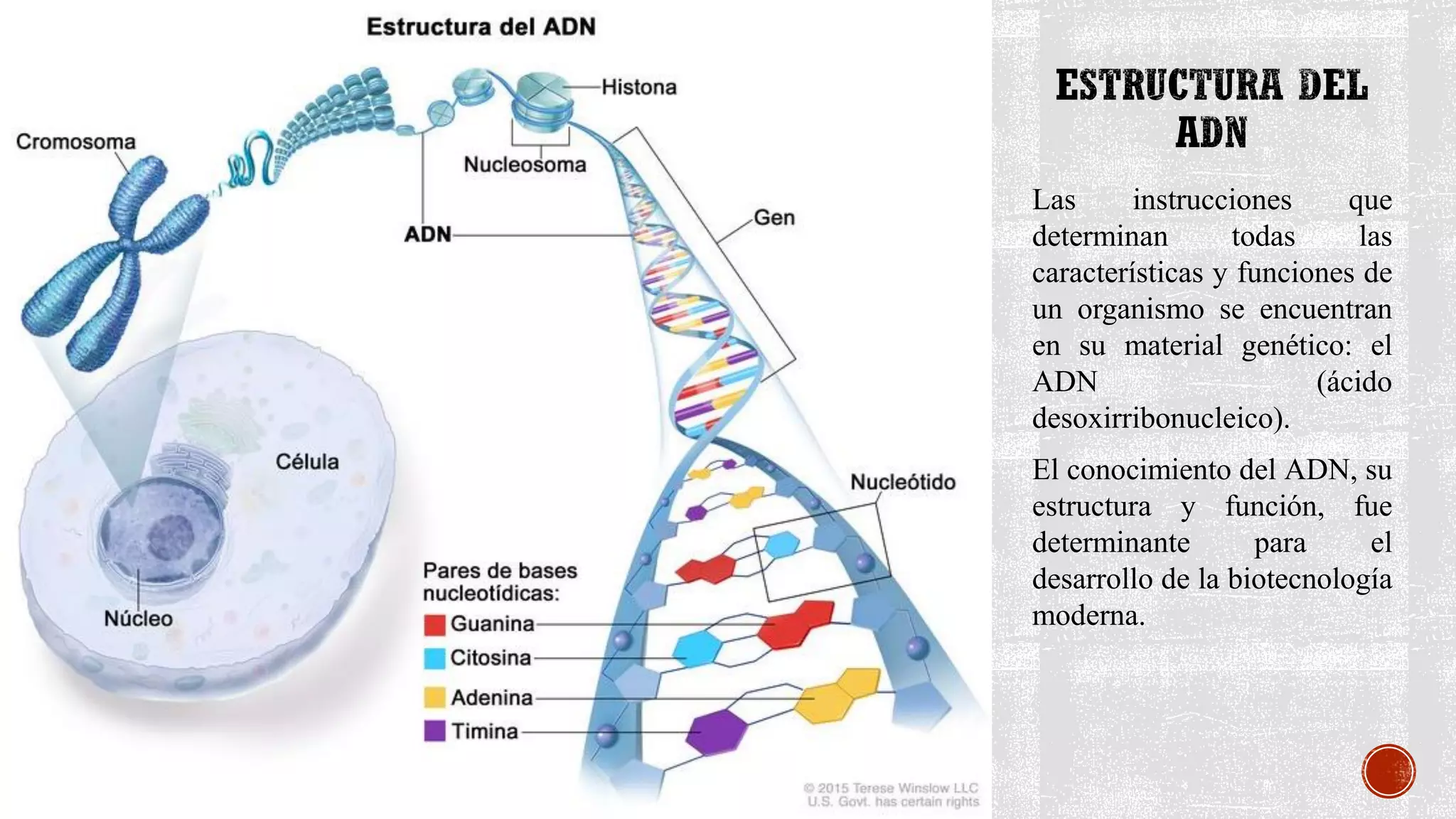 Estructura del ADN.pdf