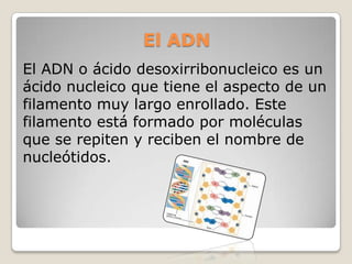 El ADNEl ADN o ácido desoxirribonucleico es un ácido nucleico que tiene el aspecto de un filamento muy largo enrollado. Este filamento está formado por moléculas que se repiten y reciben el nombre de nucleótidos. 
