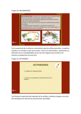 Imagen 20: METAMORFOSIS
Tras la explicación de las diversas características que los anfibios presentan, el profesor
introduce un concepto, nuevo para muchos, como es la metamorfosis, exponiendo sus
diferentes fases y acompañándola de una serie de imágenes para facilitar a los
alumnos la comprensión de este ciclo.
Imagen 21: ACTIVIDADES
Tras finalizar la explicación del apartado de los anfibios, el profesor propone una serie
de actividades para afianzar los conocimientos aprendidos.
 