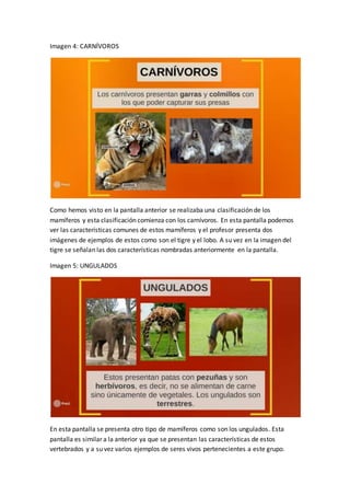 Imagen 4: CARNÍVOROS
Como hemos visto en la pantalla anterior se realizaba una clasificación de los
mamíferos y esta clasificación comienza con los carnívoros. En esta pantalla podemos
ver las características comunes de estos mamíferos y el profesor presenta dos
imágenes de ejemplos de estos como son el tigre y el lobo. A su vez en la imagen del
tigre se señalan las dos características nombradas anteriormente en la pantalla.
Imagen 5: UNGULADOS
En esta pantalla se presenta otro tipo de mamíferos como son los ungulados. Esta
pantalla es similar a la anterior ya que se presentan las características de estos
vertebrados y a su vez varios ejemplos de seres vivos pertenecientes a este grupo.
 