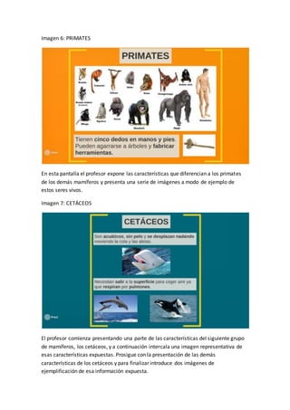 Imagen 6: PRIMATES
En esta pantalla el profesor expone las características que diferencian a los primates
de los demás mamíferos y presenta una serie de imágenes a modo de ejemplo de
estos seres vivos.
Imagen 7: CETÁCEOS
El profesor comienza presentando una parte de las características del siguiente grupo
de mamíferos, los cetáceos, y a continuación intercala una imagen representativa de
esas características expuestas. Prosigue con la presentación de las demás
características de los cetáceos y para finalizar introduce dos imágenes de
ejemplificación de esa información expuesta.
 