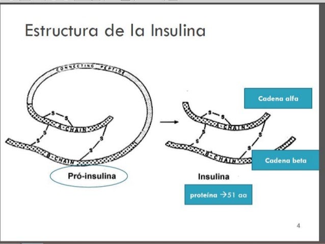 Estructura de la insulina Estructura de la insulina