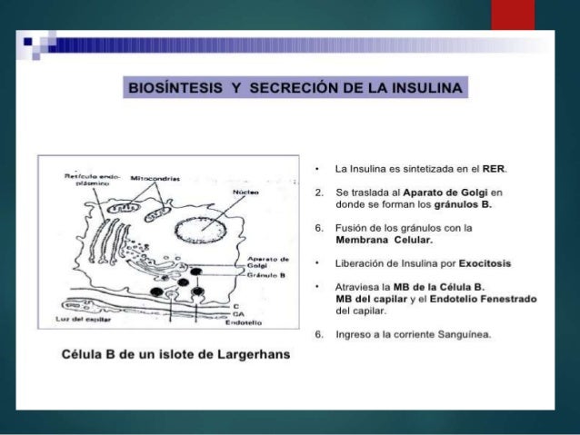 Estructura de la insulina Estructura de la insulina