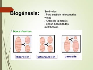Se dividen:
. Para sustituir mitocondrias
viejas
. Antes de la mitosis
. Según necesidades
metabólicas
Biogénesis:
 