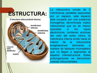 La mitocondria consta de 2
membranas paralelas separadas
por un espacio, este espacio
esta ocupado por una sustancia
homogénea denominada matriz
mitocondrial que es de menor
opacidad a los rayos
electrónicos, contienen enzimas
del ciclo del acido cítrico, la
membrana interna emite hacia el
interior de la mitocondria
evaginaciones laminares a
manera de tabiques incompletos
que no llegan a segmentar el
espacio interestructural. Estas
prolongaciones se denominan
crestas mitocondriales.
ESTRUCTURA:
 