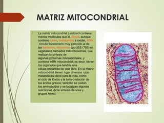 MATRIZ MITOCONDRIAL
 La matriz mitocondrial o mitosol contiene
menos moléculas que el citosol, aunque
contiene iones, metabolitos a oxidar, ADN
circular bicatenario muy parecido al de
las bacterias, ribosomas tipo 55S (70S en
vegetales), llamados mito ribosomas, que
realizan la síntesis de
algunas proteínas mitocondriales, y
contiene ARN mitocondrial; es decir, tienen
los orgánulos que tendría una
célula procariota de vida libre. En la matriz
mitocondrial tienen lugar diversas rutas
metabólicas clave para la vida, como
el ciclo de Krebs y la beta-oxidación de
los ácidos grasos; también se oxidan
los aminoácidos y se localizan algunas
reacciones de la síntesis de urea y
grupos hemo.
 