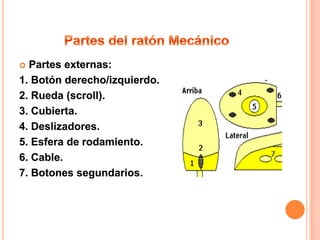  Partes externas:
1. Botón derecho/izquierdo.
2. Rueda (scroll).
3. Cubierta.
4. Deslizadores.
5. Esfera de rodamiento.
6. Cable.
7. Botones segundarios.
 