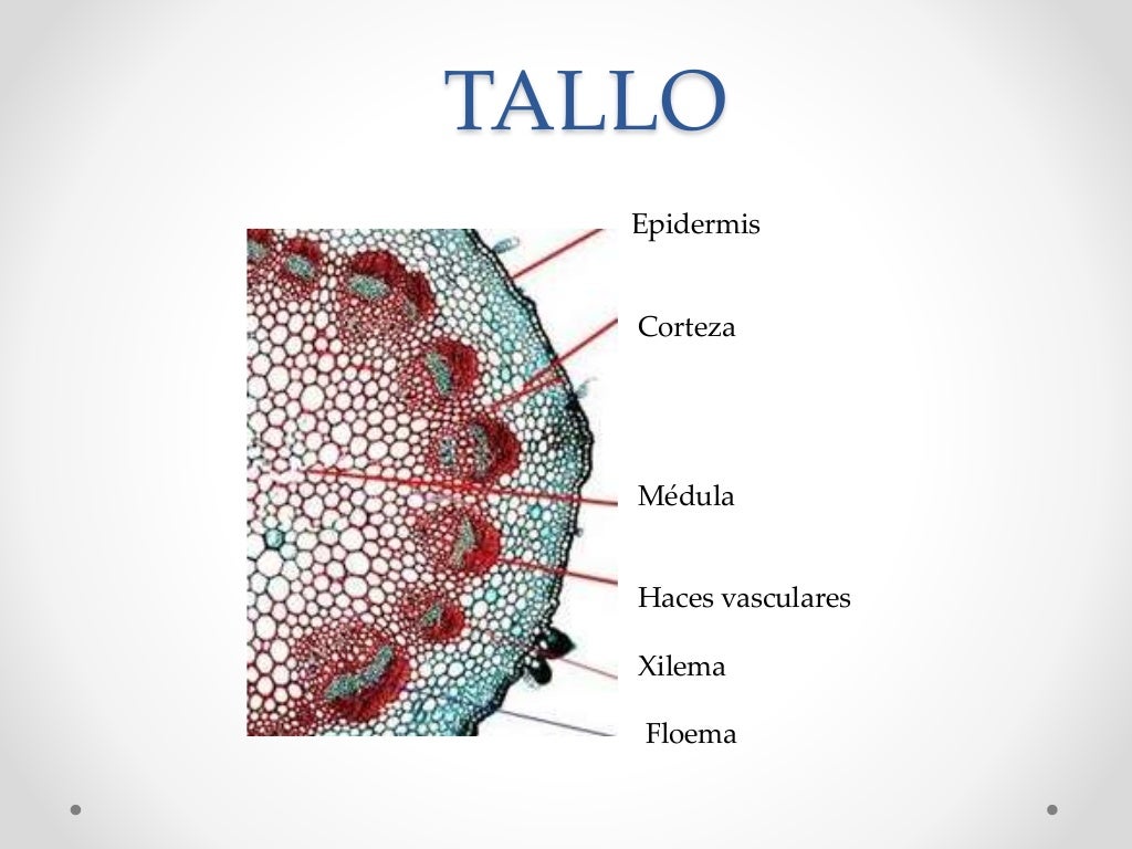 Estructura de la planta