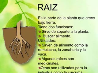 RAIZ
Es la parte de la planta que crece
bajo tierra.
Tiene dos funciones:
Sirve de soporte a la planta.
Buscar alimento.
Utilidades:
Sirven de alimento como la
remolacha, la zanahoria y la
yuca.
Algunas raíces son
medicinales.
Otras son utilizadas para la
 
