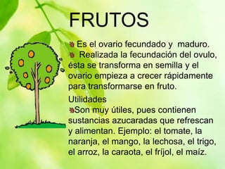 FRUTOS
Es el ovario fecundado y maduro.
Realizada la fecundación del ovulo,
ésta se transforma en semilla y el
ovario empieza a crecer rápidamente
para transformarse en fruto.
Utilidades
Son muy útiles, pues contienen
sustancias azucaradas que refrescan
y alimentan. Ejemplo: el tomate, la
naranja, el mango, la lechosa, el trigo,
el arroz, la caraota, el fríjol, el maíz.
 