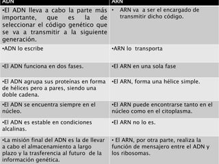 ADN                                        ARN
•El ADN lleva a cabo la parte más •           ARN va a ser el encargado de
importante,    que    es   la   de            transmitir dicho código.
seleccionar el código genético que
se va a transmitir a la siguiente
generación.
•ADN lo escribe                            •ARN lo transporta


•El ADN funciona en dos fases.             •El ARN en una sola fase

•El ADN agrupa sus proteínas en forma      •El ARN, forma una hélice simple.
de hélices pero a pares, siendo una
doble cadena.
•El ADN se encuentra siempre en el         •El ARN puede encontrarse tanto en el
núcleo.                                    núcleo como en el citoplasma.

•El ADN es estable en condiciones          •El ARN no lo es.
alcalinas.

•La misión final del ADN es la de llevar   • El ARN, por otra parte, realiza la
a cabo el almacenamiento a largo           función de mensajero entre el ADN y
plazo y la trasferencia al futuro de la    los ribosomas.
información genética.
 