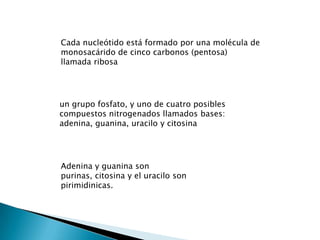 Cada nucleótido está formado por una molécula de
monosacárido de cinco carbonos (pentosa)
llamada ribosa




un grupo fosfato, y uno de cuatro posibles
compuestos nitrogenados llamados bases:
adenina, guanina, uracilo y citosina




Adenina y guanina son
purinas, citosina y el uracilo son
pirimidinicas.
 