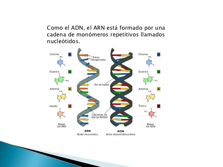 Estructura del ARN