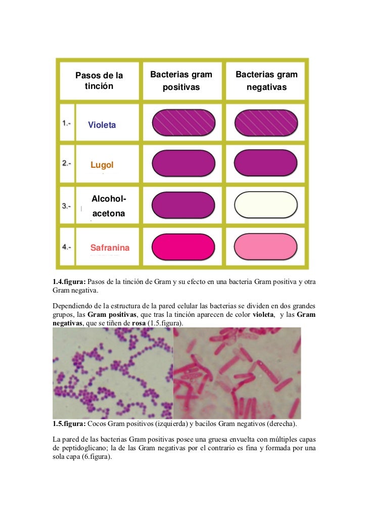 Estructura de las bact. patogenas