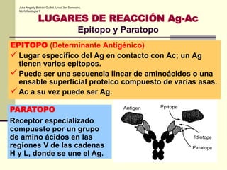 Estructura de las Inmunoglobulinas | PPTX