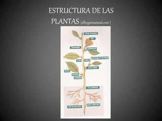 ESTRUCTURA DE LAS
PLANTAS (elhogarnatural.com )
 