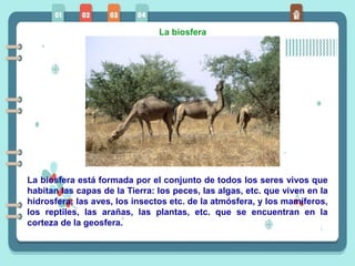La biosfera
La biosfera está formada por el conjunto de todos los seres vivos que
habitan las capas de la Tierra: los peces, las algas, etc. que viven en la
hidrosfera; las aves, los insectos etc. de la atmósfera, y los mamíferos,
los reptiles, las arañas, las plantas, etc. que se encuentran en la
corteza de la geosfera.
 