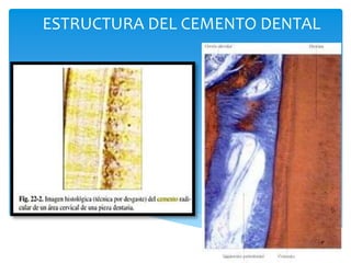Estructura Cemento dental