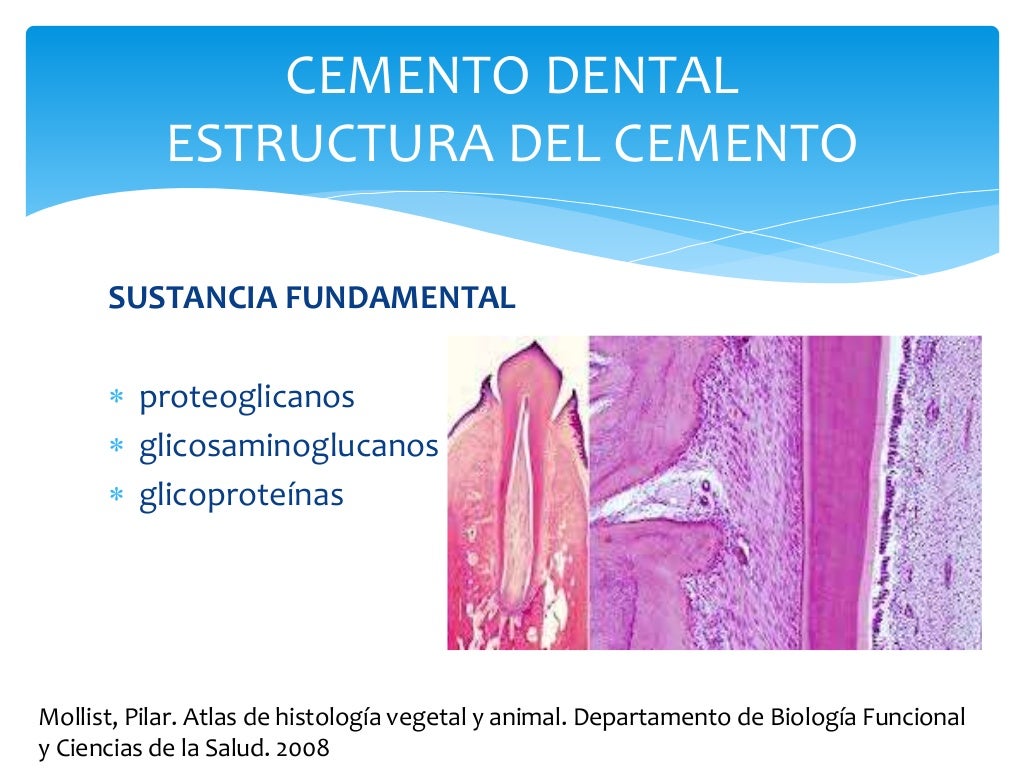 Estructura Cemento dental