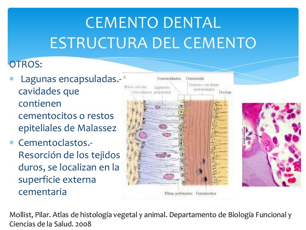 Estructura Cemento dental