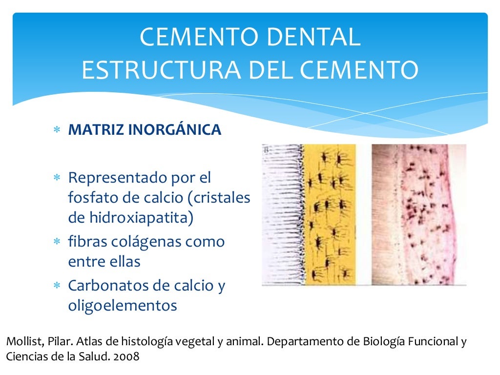 Estructura Cemento dental